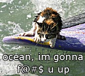 Cat versus ocean